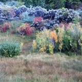 Autumnal plants