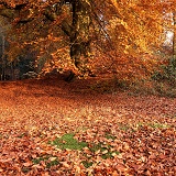 Beech woodland in Autumn