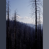 Burnt trees in Yosemite