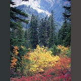 Autumnal plants at Mt. Baker