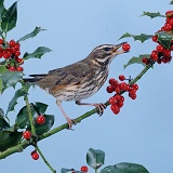 Redwing with holly berries