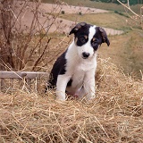 Hay-making spirit 1 - puppy sitting