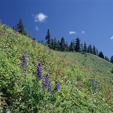 Subalpine flowers at Elk Mountain