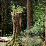 Stump in the Hoh Rainforest
