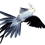 Cockatiel flying up