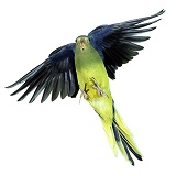 Elegant Grass Parakeet