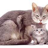 Grey mother cat and kitten