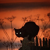Black Cat eyes at sunset