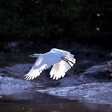 Great White Egret taking off