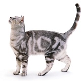 Silver tabby cat standing