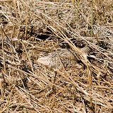 Pheasant on bracken nest