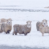 Sheep in Spring snow