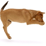 Brown puppy leaping