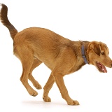 Brown dog running