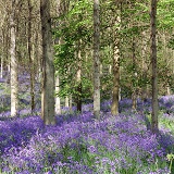 Bluebell woods in Spring