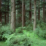 Manali pine woods 3D 1 R