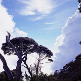 Kinabalu alpine forest