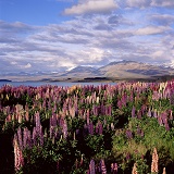 Lupines in New Zealand