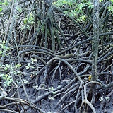 Mangrove 3D 3 R