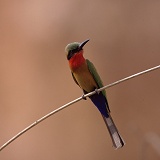 Red throated Bee-eater