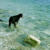 Border Collie bitch standing in the sea