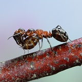 Wood Ant piggyback