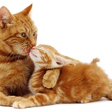 Ginger cat licking a kitten