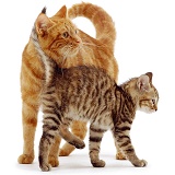 Ginger cat with kitten
