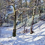 Winter woodland scene 3D R