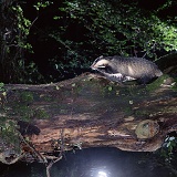 Badger on a log bridge