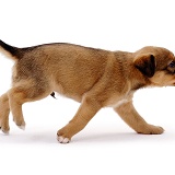 Little brown puppy running