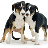 Two tricolour Border Collie pups