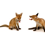Playful fox cubs