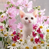 White kitten among flowers