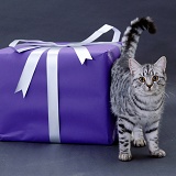 Silver tabby cat and parcel