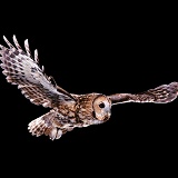 Tawny owl in flight