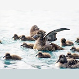 Eider Ducks in Iceland