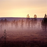 Pines and mist at sunrise