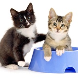 Kittens in a bowl