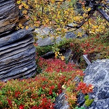 Colourful plants and layered rocks