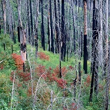 Burnt trees with autumnal bushes
