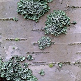 Birch bark with lichen