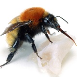 Moss-carder Bumblebee