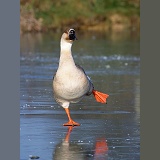 Chinese goose on ice