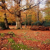 New Forest scene