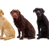 Three different Labradors