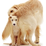 Retriever dog and Saluki pup