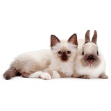 Cute Birman kitten and rabbit