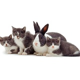 Cute grey-and-white kittens and rabbit