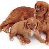 Ruby Cavalier King Charles Spaniel mother and pup